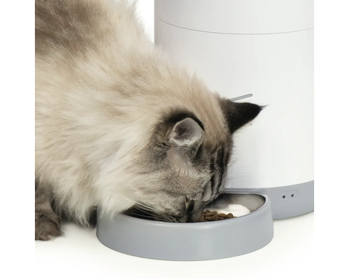 Kočka jí z automatického krmítka