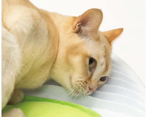 Detailní záběr siamské kočky u krmného místa.