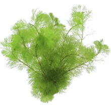 Umělá vodní rostlina pro akvária