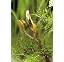 Detailní pohled na vodní rostlinu s hroty výhonků a jemnými listy.