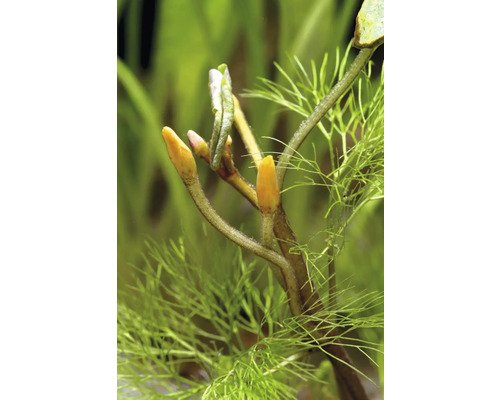 Detailní pohled na vodní rostlinu s hroty výhonků a jemnými listy.