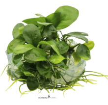 Akvarijní rostlina na kořenovém kmeni