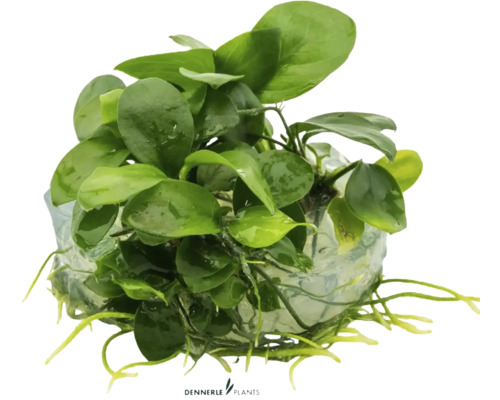 Akvarijní rostlina na kořenovém kmeni