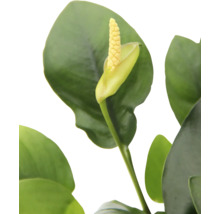 Detailní záběr pokojové rostliny s květem