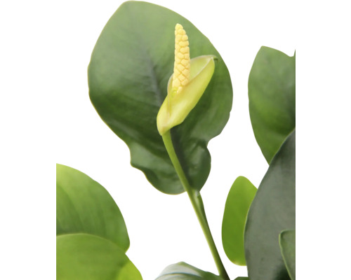 Detailní záběr pokojové rostliny s květem