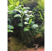 Akvárium s rostlinami a dekoracemi