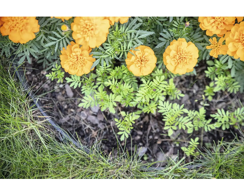 Záhon měsíčku s hlínou a trávou