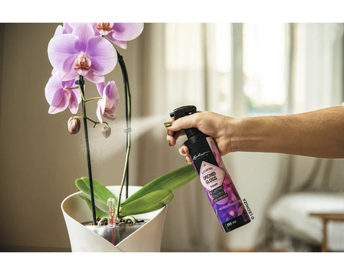 Osoba stříká orchidej sprejem pro péči o lesk orchidejí.