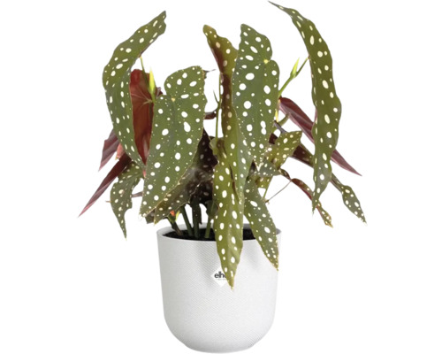 Begónie v květináči