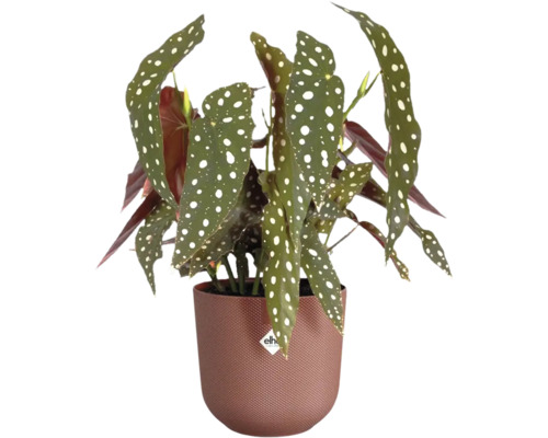 Begónie v květináči