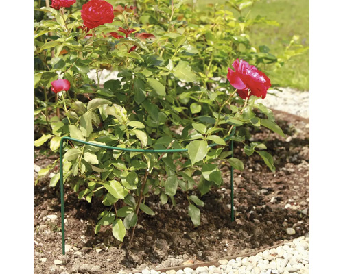 Růže s podpěrou rostlin v zahradním záhonu