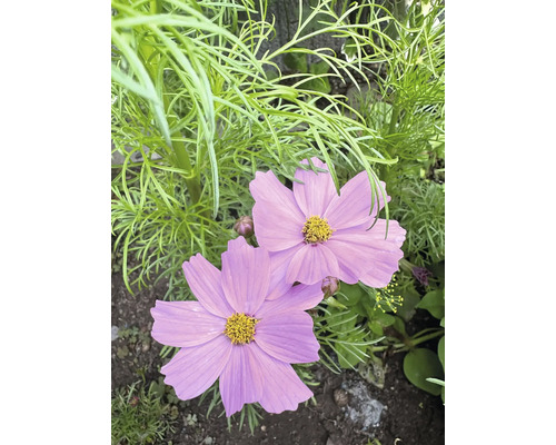 Cosmea, krásenka zpeřená FloraSelf sazenice květin k řezu FloraSelf miska se 6 ks Detail květů krásenky v zahradním záhonu