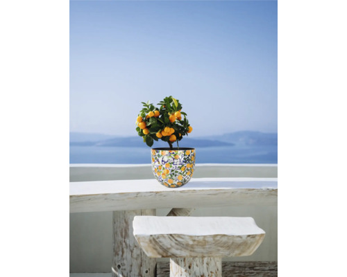 Citrusová rostlina v květináči na stole venku