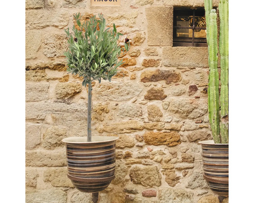 Olivovník v ozdobném květináči před kamennou zdí