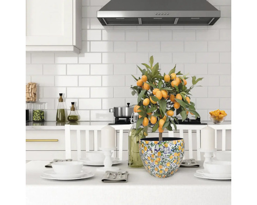 Kuchyňská scéna s kumquatovníkem v květináči na stole