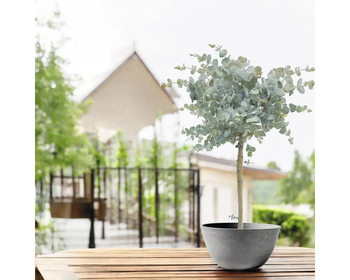 Eukalyptový strom v květináči na dřevěném stole venku.