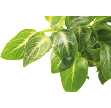 Listy zelené rostliny