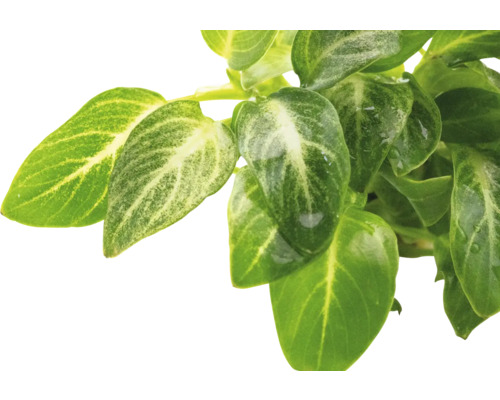 Listy zelené rostliny