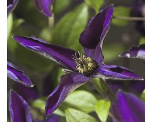 Detailní pohled na tmavě fialový květ plaménku na zahradě