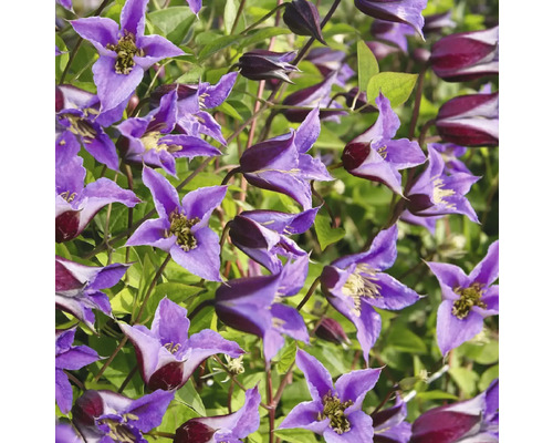 Detail fialových květů plaménku