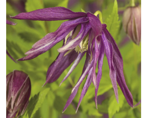 Detail modré plaménky