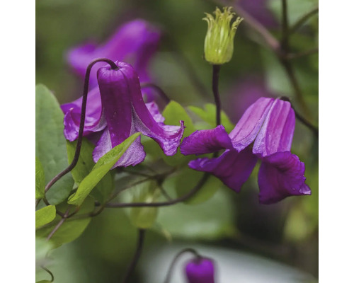 Detail fialových květů plaménku se zelenými listy