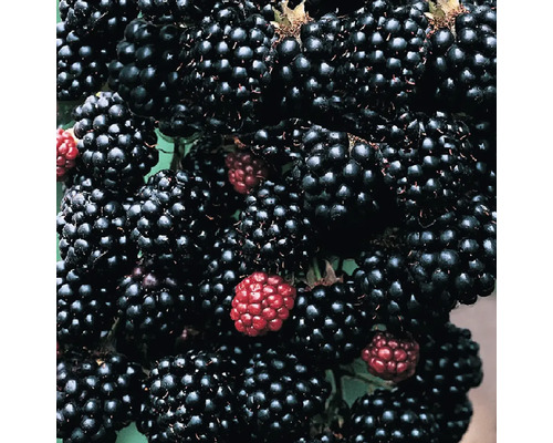 Detail ostružin na ostružinovém keři.