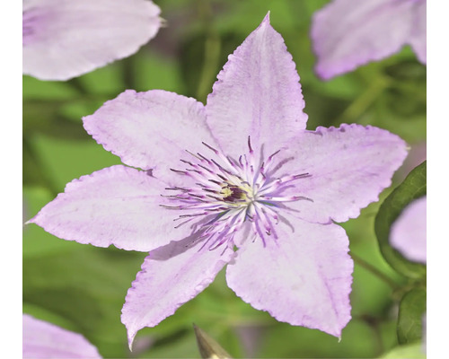 Detailní záběr květu Clematis