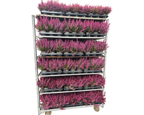 Prodejní vozík s vřesovými rostlinami v květináčích