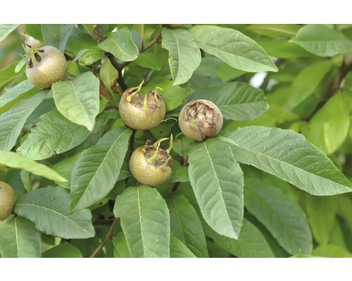 Mišpule pravá BIO FloraSelf Bio Mespilus germanica 'Westerveld' výška kmene 35-40 cm celková výška 80-90 cm květináč 5 l samosprašná