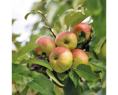 Jabloň podzimní BIO FloraSelf Bio Malus domestica 'Gravensteiner' výška kmene 35-40 cm celková výška 80-90 cm květináč 5 l