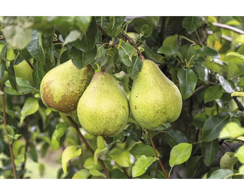 Hrušeň zimní BIO FloraSelf Bio Pyrus communis 'Vereinsdechantsbirne' výška kmene 30-35 cm celková výška 80-90 cm květináč 5 l historická/stará odrůda