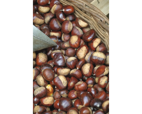 Kaštanovník Marone BIO FloraSelf Bio Castanea sativa výška 80-90 cm květináč 5 l Košík s kaštany