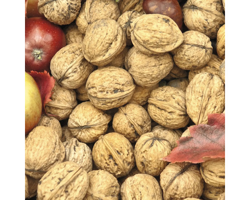Ořešák královský BIO FloraSelf Bio Juglans regia výška 80-90 cm květináč 5 l Detailní záběr vlašských ořechů s jablky a podzimními listy
