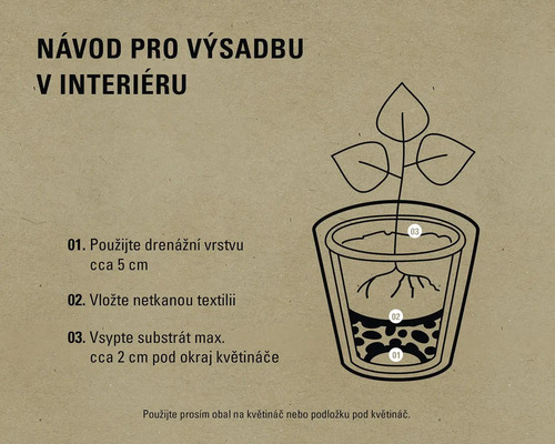 Návod pro výsadbu v interiéru