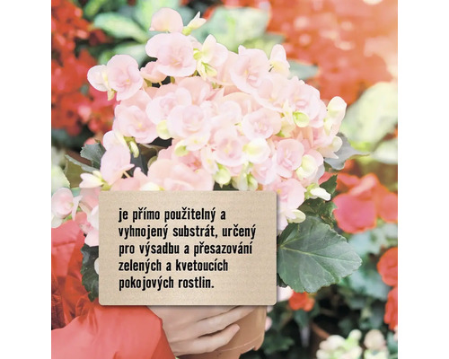 Begónie se substrátem pro zelené a kvetoucí pokojové rostliny