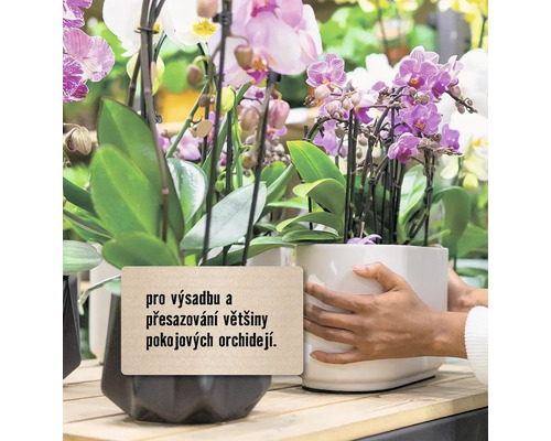 Různé orchideje v květináčích