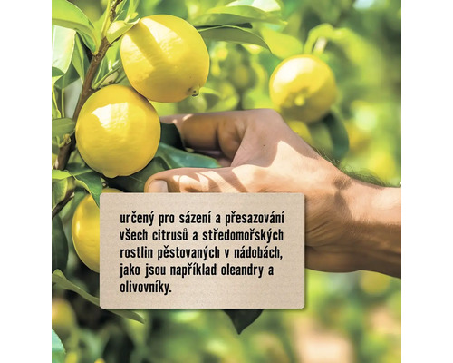 Citroník s zralým ovocem a informační tabulkou