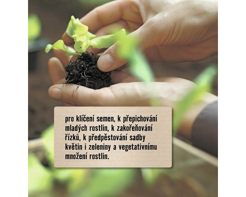 Ruce drží sazenici s hlínou