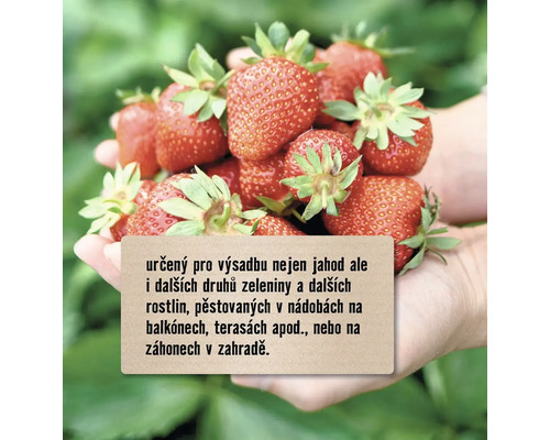 Jahody v ruce s informacemi o výsadbě v nádobách nebo zahradách
