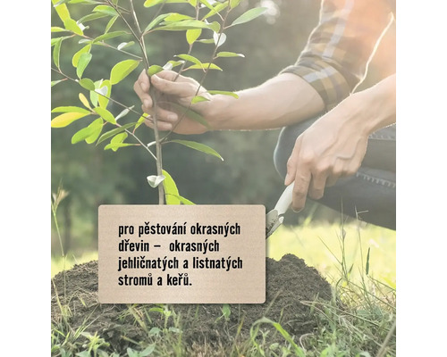 Sázení mladého stromu na zahradě