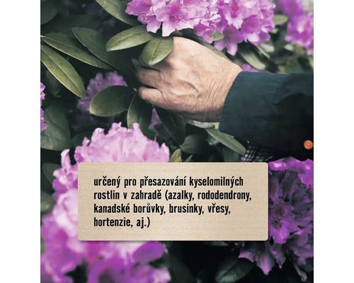 Osoba se dotýká květů rododendronu na zahradě.