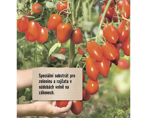 Rostlina rajčete s zralými rajčaty