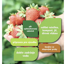 Jahody s informacemi o substrátu, hnojivu a výsadbě