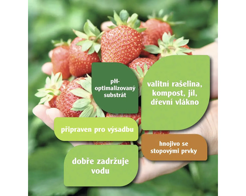 Jahody s informacemi o substrátu, hnojivu a výsadbě