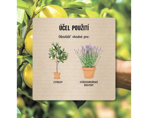 Informace o použití citrusových rostlin a středomořských rostlin