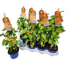 Černooká Zuzana FloraSelf Thunbergia alata celková výška cca 40 cm květináč Ø 12/13 cm