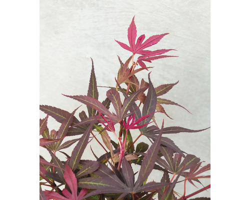 Japonský javor s červenými listy