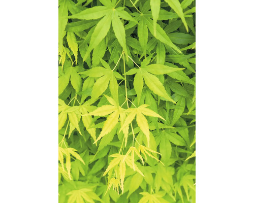 Detail javorových listů