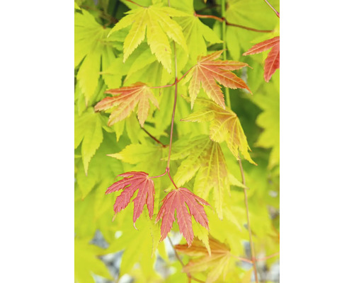 Japonský javor se zelenými a červenými listy